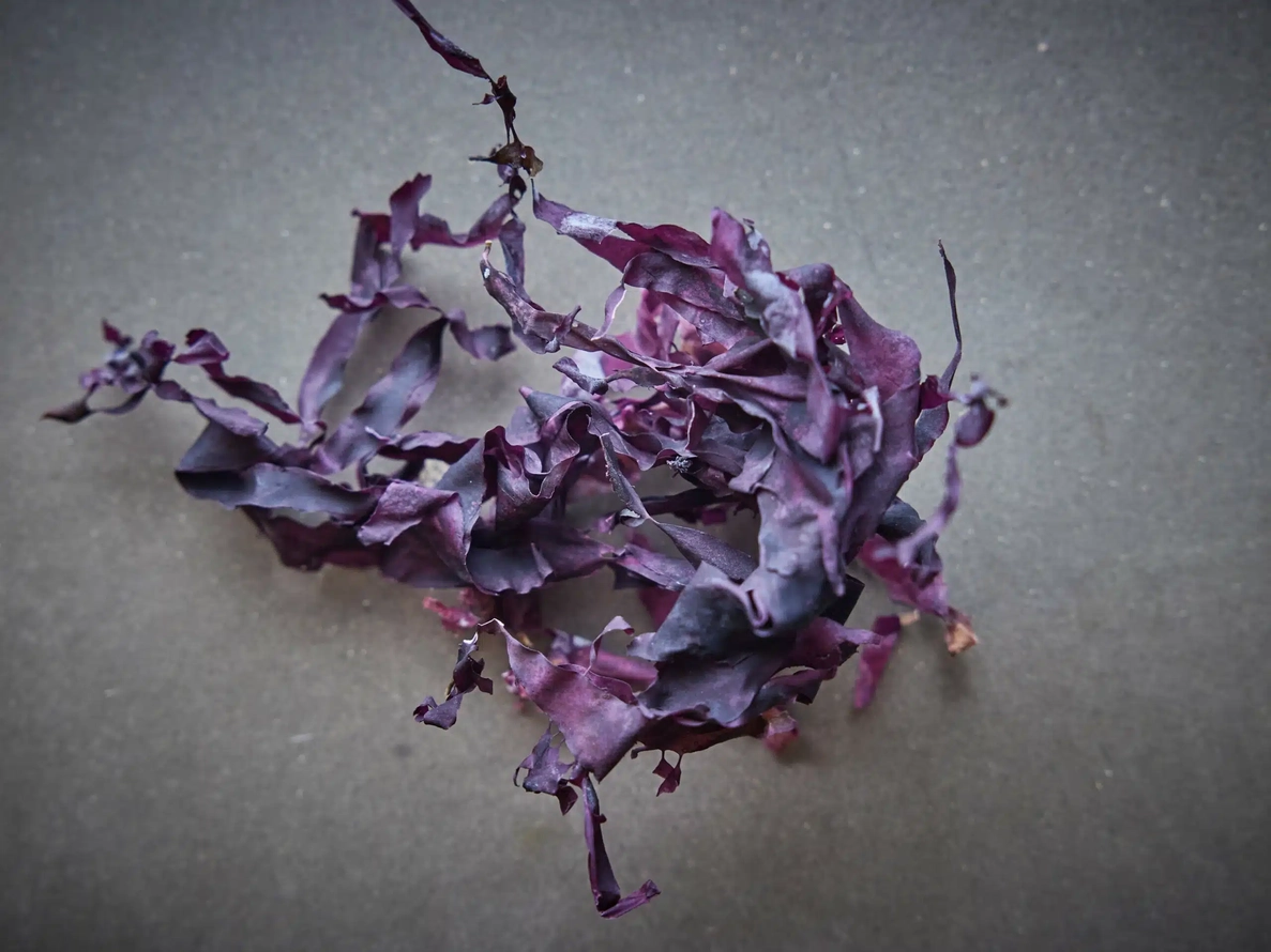 Getrocknete Bio-Dulse – Bild 3